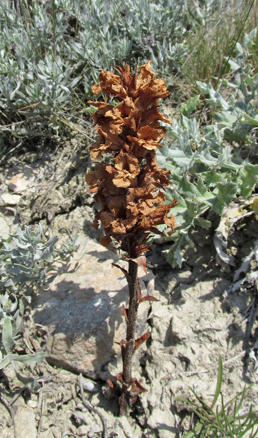 Image of Orobanche centaurina specimen.