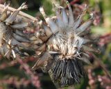 Centaurea scabiosa. Раскрывшееся соплодие с вызревшими плодами. Ленинградская обл., окр. ж-д ст. Кавголово. 29.07.2009.