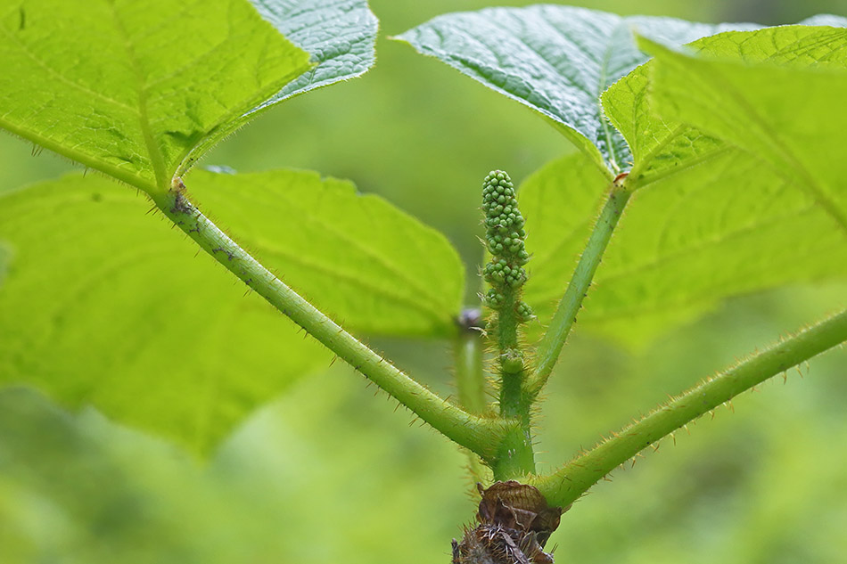 Изображение особи Oplopanax elatus.