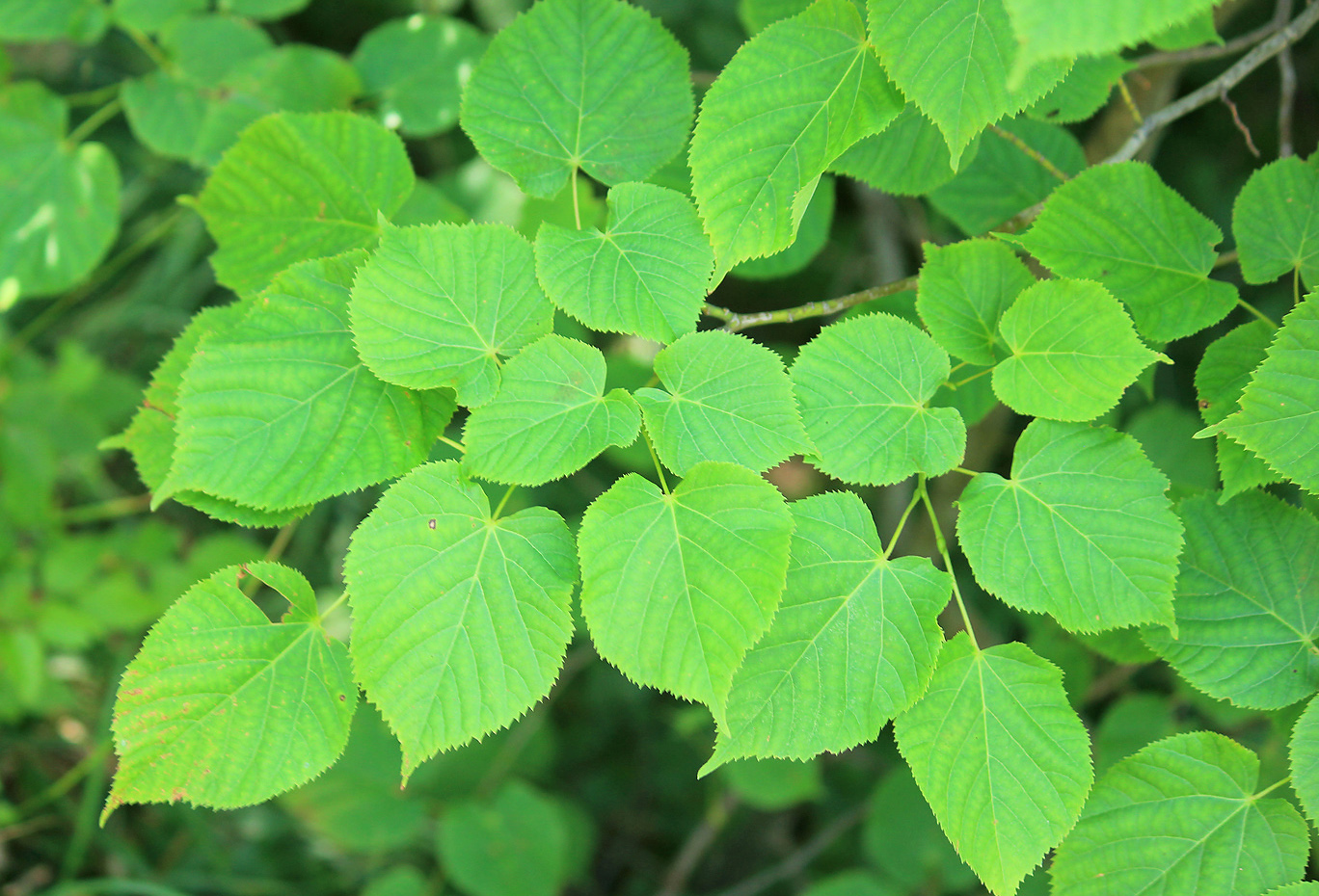 Изображение особи Tilia platyphyllos.