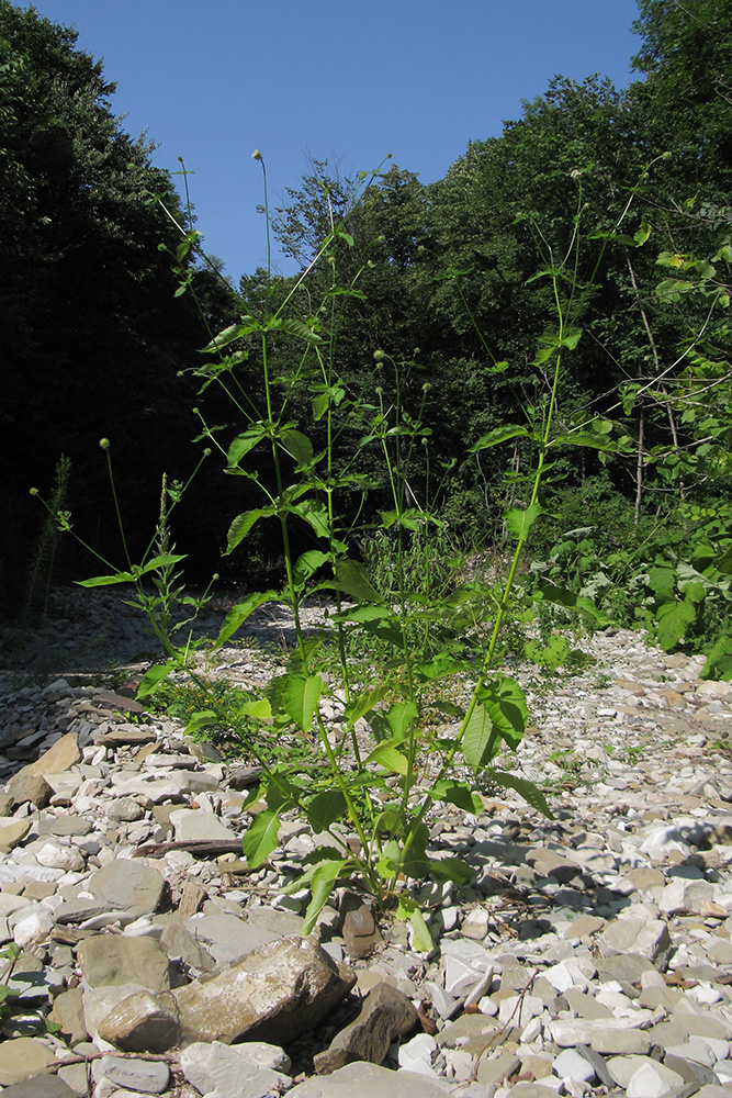 Image of Dipsacus pilosus specimen.