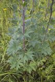 Delphinium cuneatum