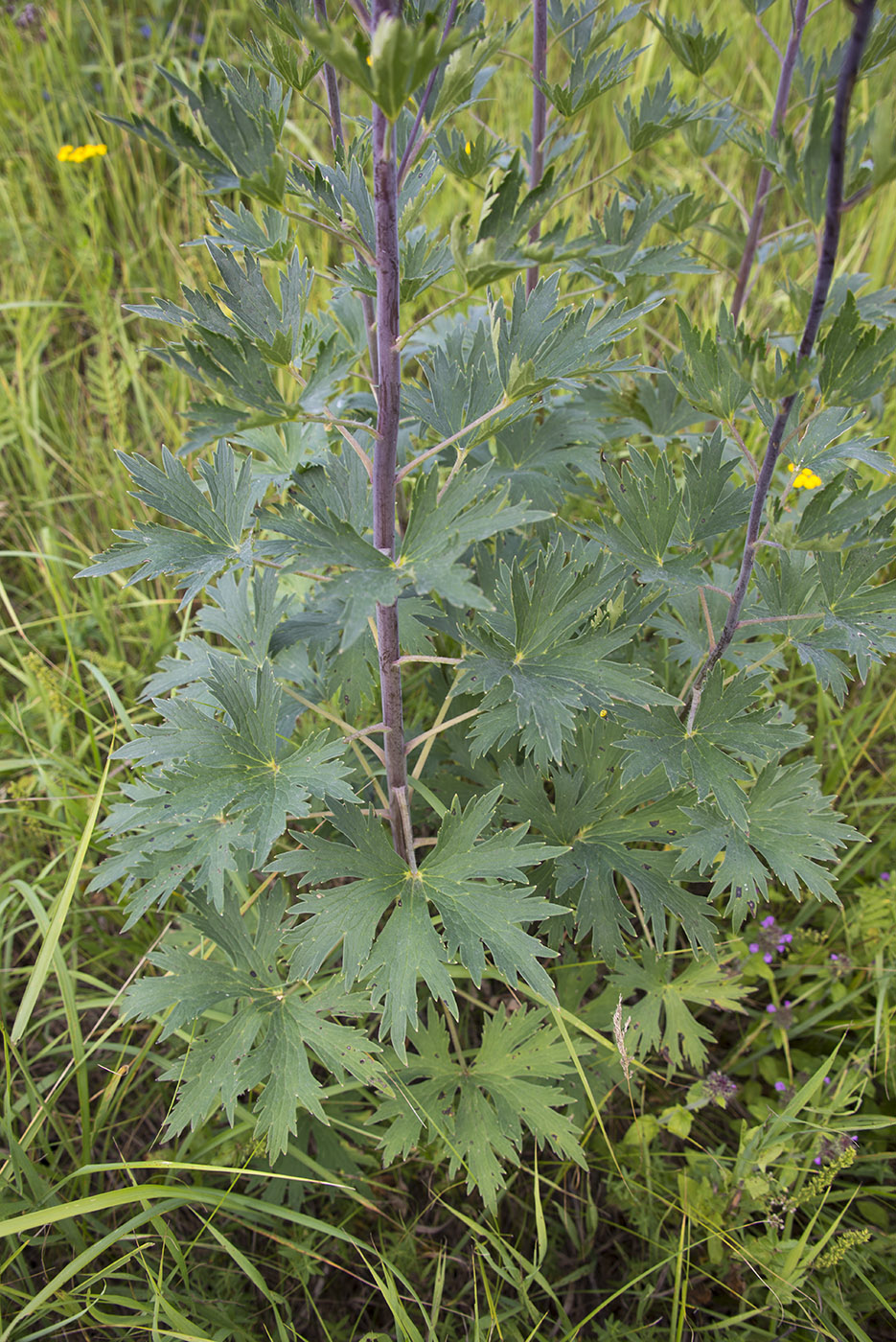 Image of Delphinium cuneatum specimen.