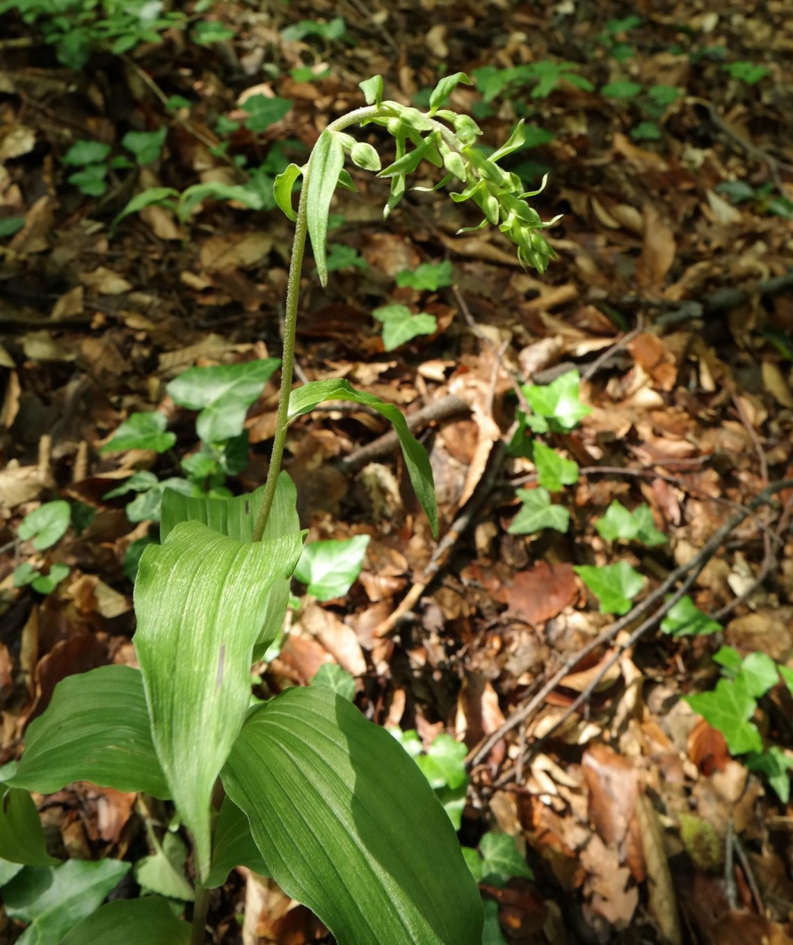 Image of Epipactis helleborine specimen.