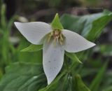 Trillium flexipes