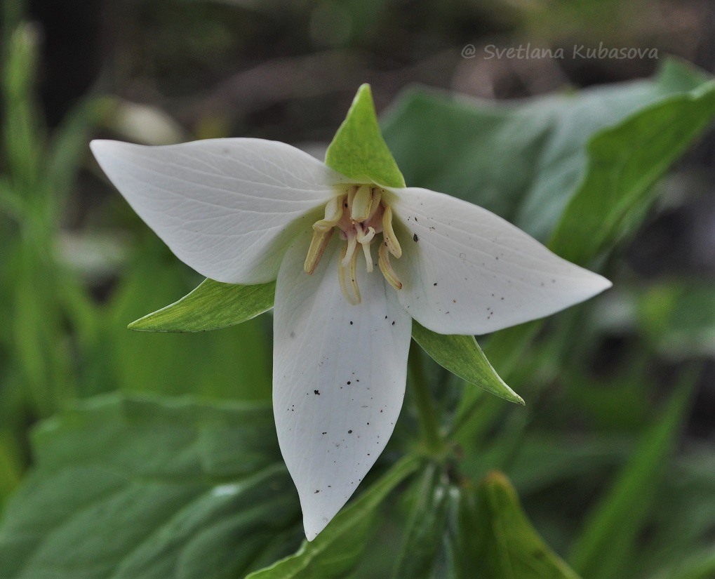 Изображение особи Trillium flexipes.