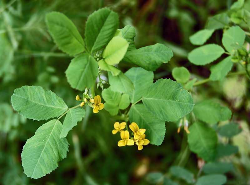 Изображение особи Melilotoides platycarpos.