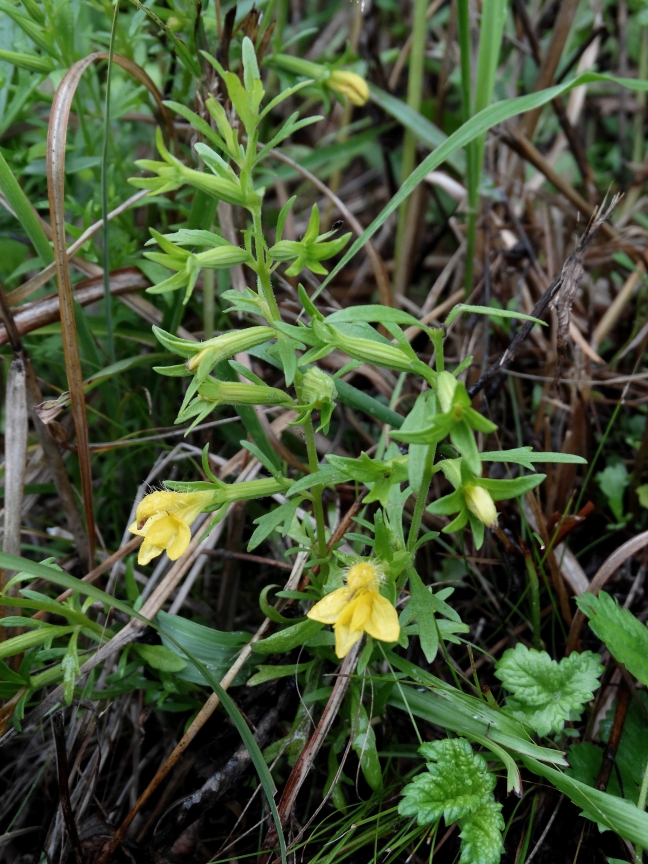 Изображение особи Siphonostegia chinensis.