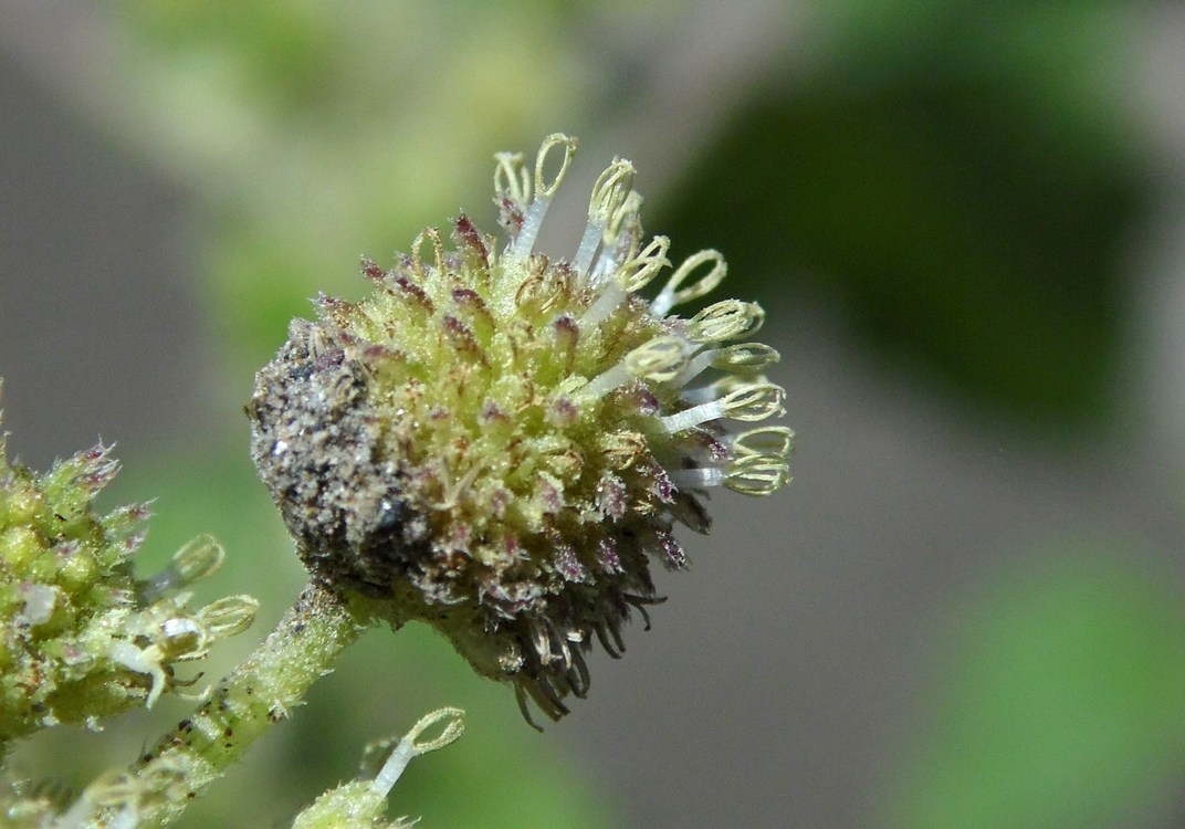 Image of Xanthium orientale specimen.