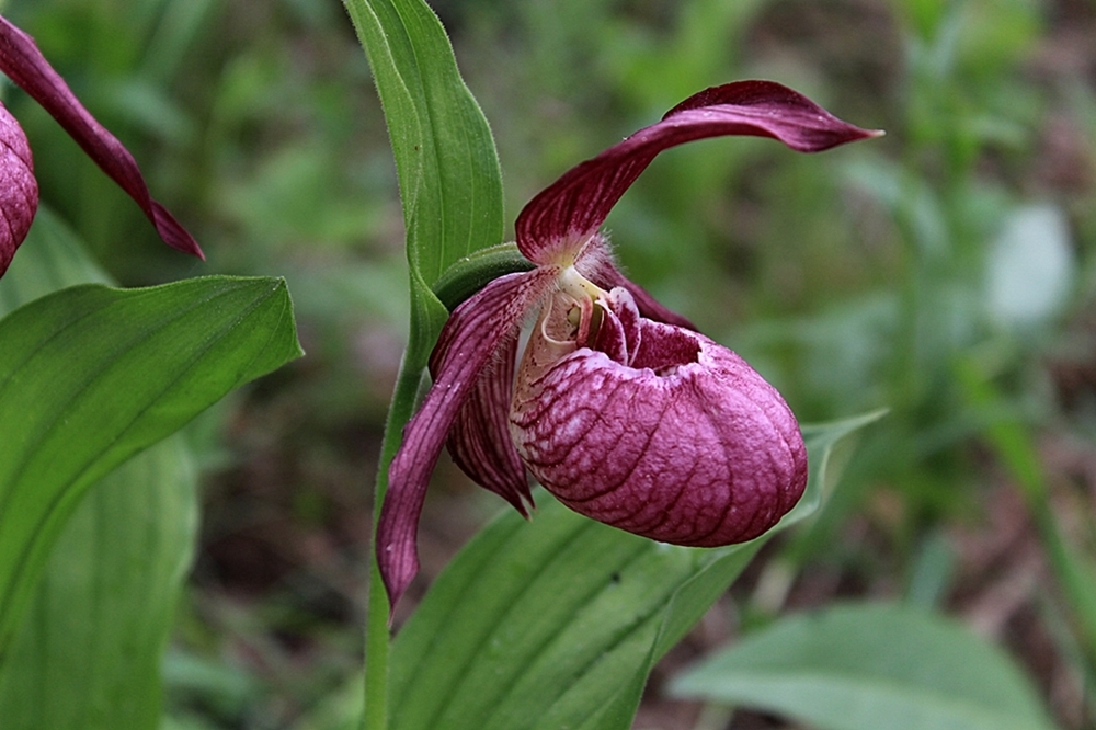 Изображение особи Cypripedium &times; ventricosum.