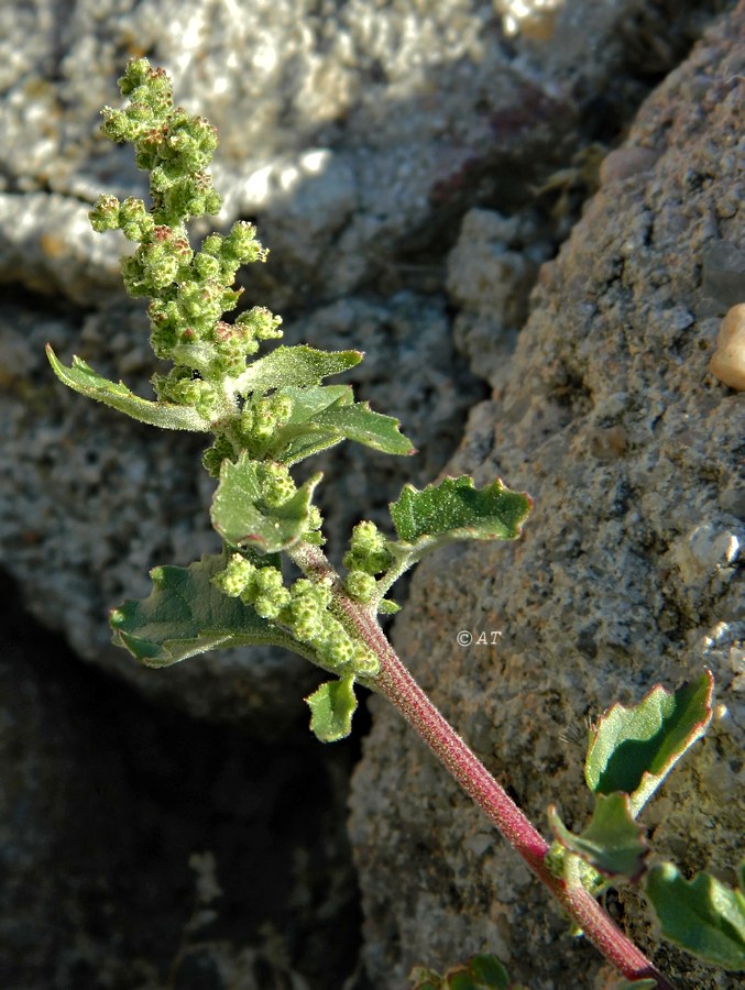 Изображение особи род Chenopodium.