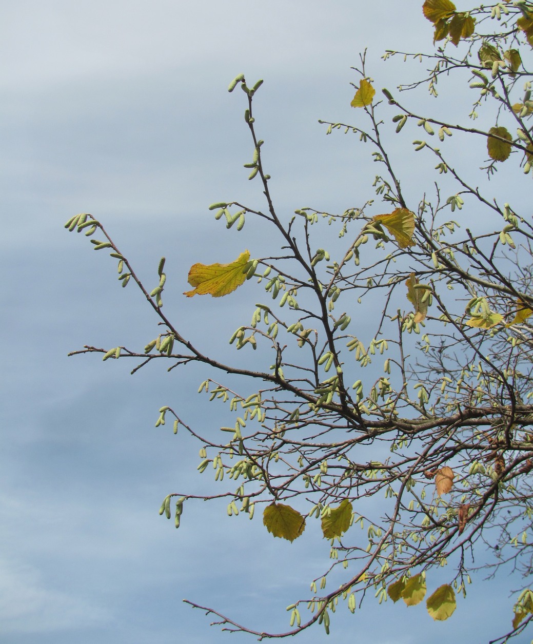 Image of Corylus pontica specimen.