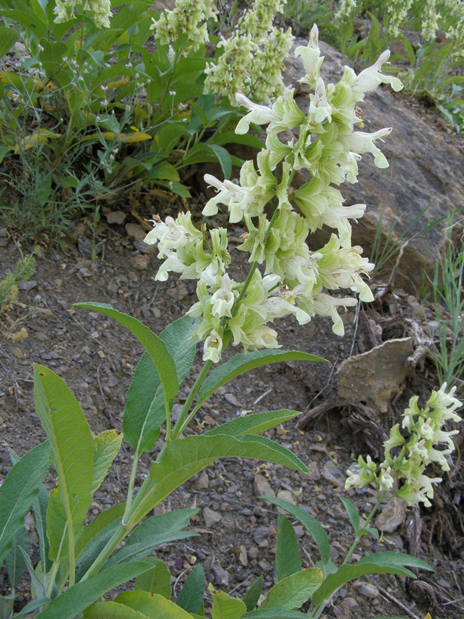 Image of Salvia korolkowii specimen.