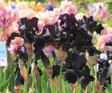 Iris × hybrida. Цветки и бутоны. Южный берег Крыма, Никитский ботанический сад, выставка ирисов. 15 мая 2014 г.