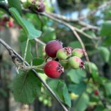 Amelanchier alnifolia. Часть побега с соплодием с плодами разной степени зрелости. Амурская обл., Бурейский р-н, с. Виноградовка, в культуре. 16.07.2016.