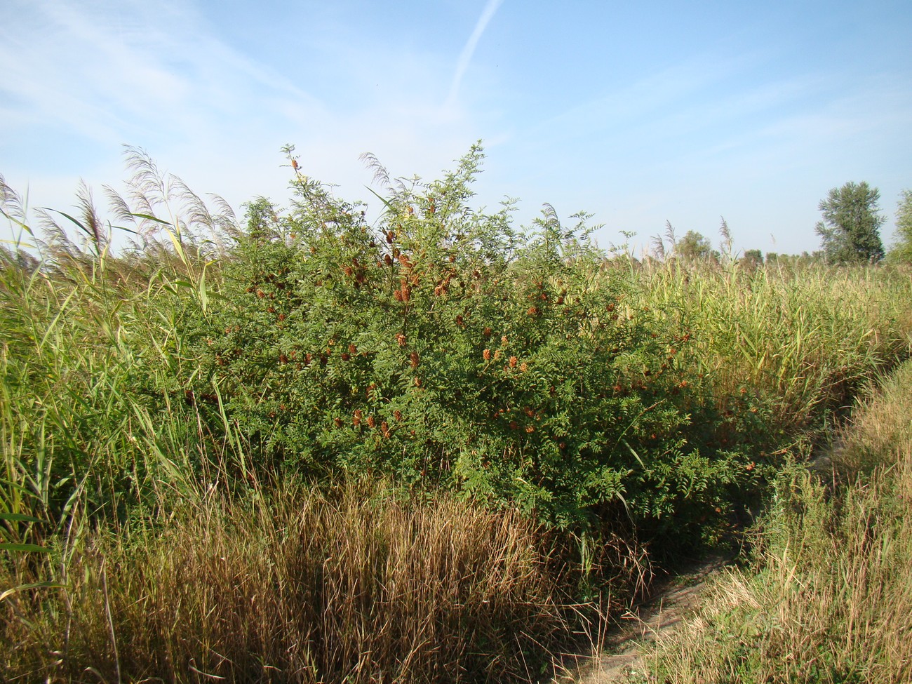 Изображение особи Glycyrrhiza echinata.
