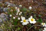 Cassiope tetragona. Цветущее растение в окружении Vaccinium uliginosum, Vaccinium minus, Oxyria digyna, Diapensia obovata, Carex и Dryas (цветки на переднем плане). Чукотка, Пегтымельский хребет, верховье реки Гытолькыль (приток реки Пегтымель), тундра. 21.07.2014.
