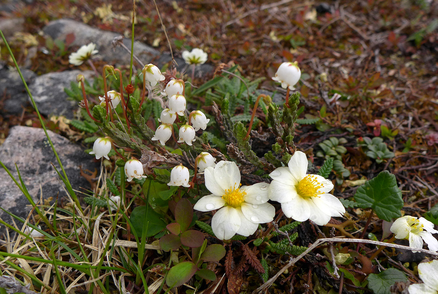 Изображение особи Cassiope tetragona.