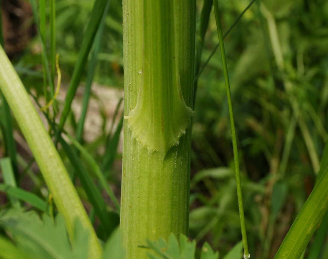 Image of Pleurospermum uralense specimen.