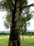 genus Populus. Поросший мхом ствол взрослого дерева. Франция, регион Овернь-Рона-Альпы, округ Валанс, коммуна Ла-Бом-д'Осте́н (фр. La Baume-d'Hostun), озеленение АЗС на трассе А49. 28.07.2014.