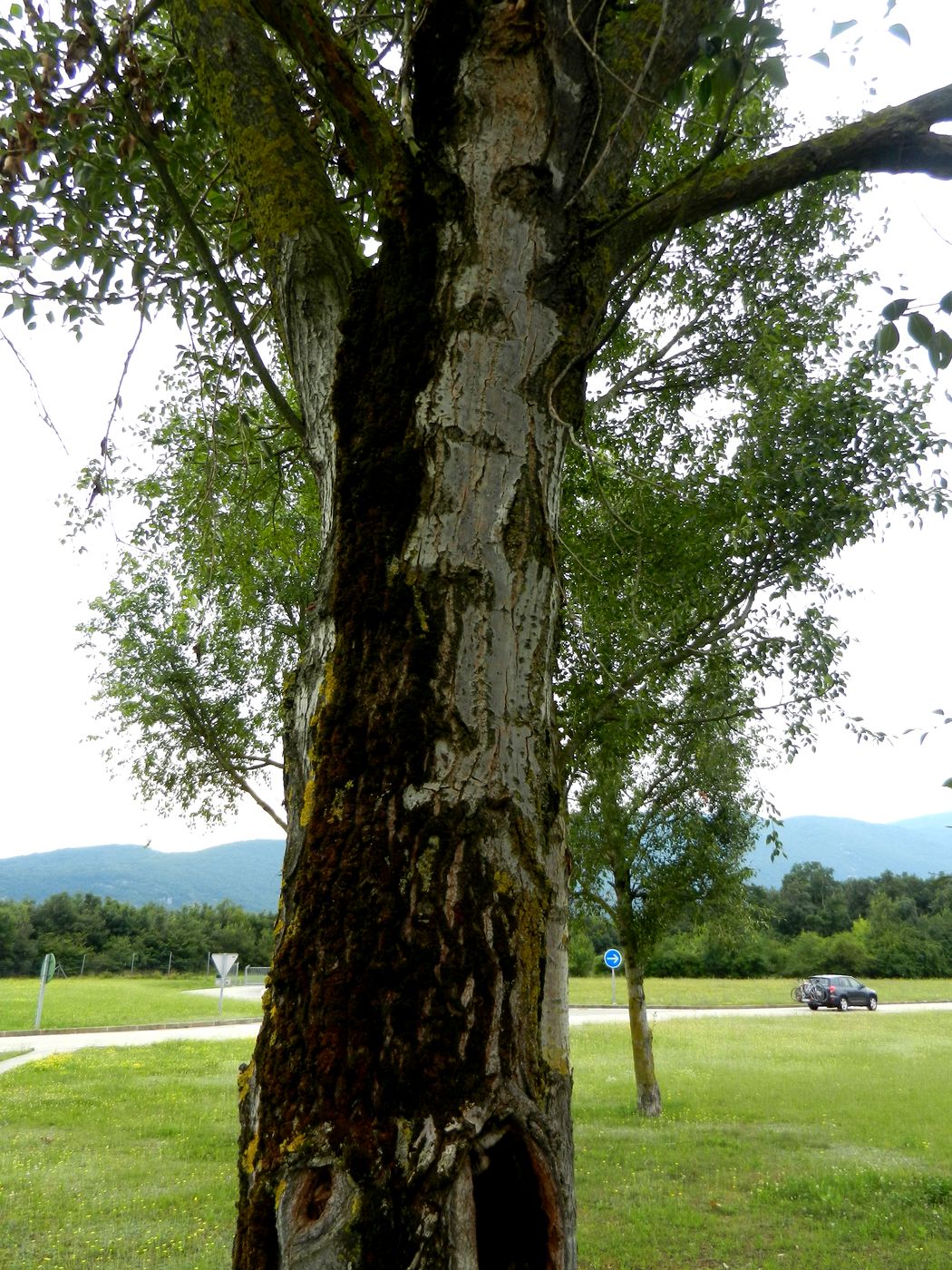 Image of genus Populus specimen.