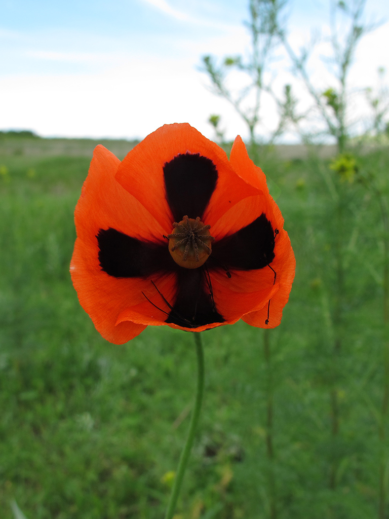 Image of Papaver stevenianum specimen.
