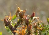 Hypericum perforatum