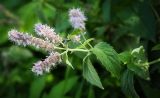 Mentha longifolia