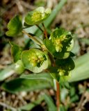 Euphorbia subtilis