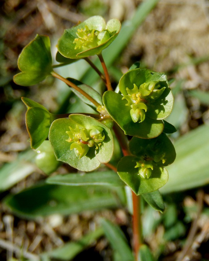 Изображение особи Euphorbia subtilis.