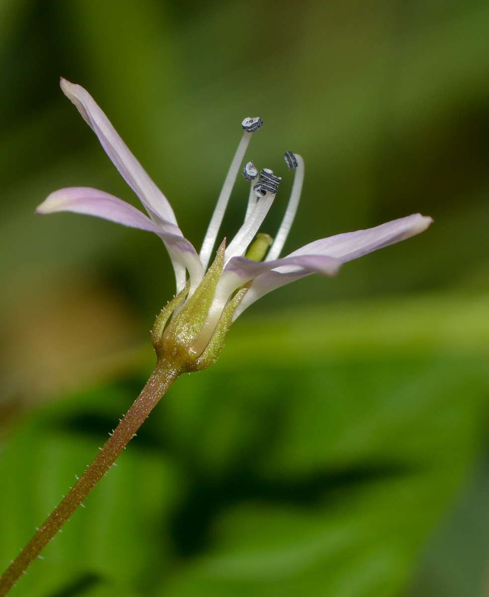 Image of Cleome rutidosperma specimen.
