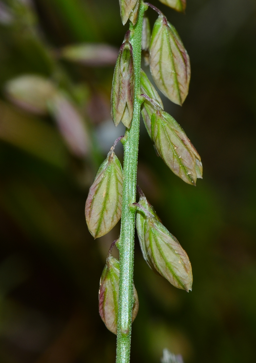 Image of Polygala monspeliaca specimen.