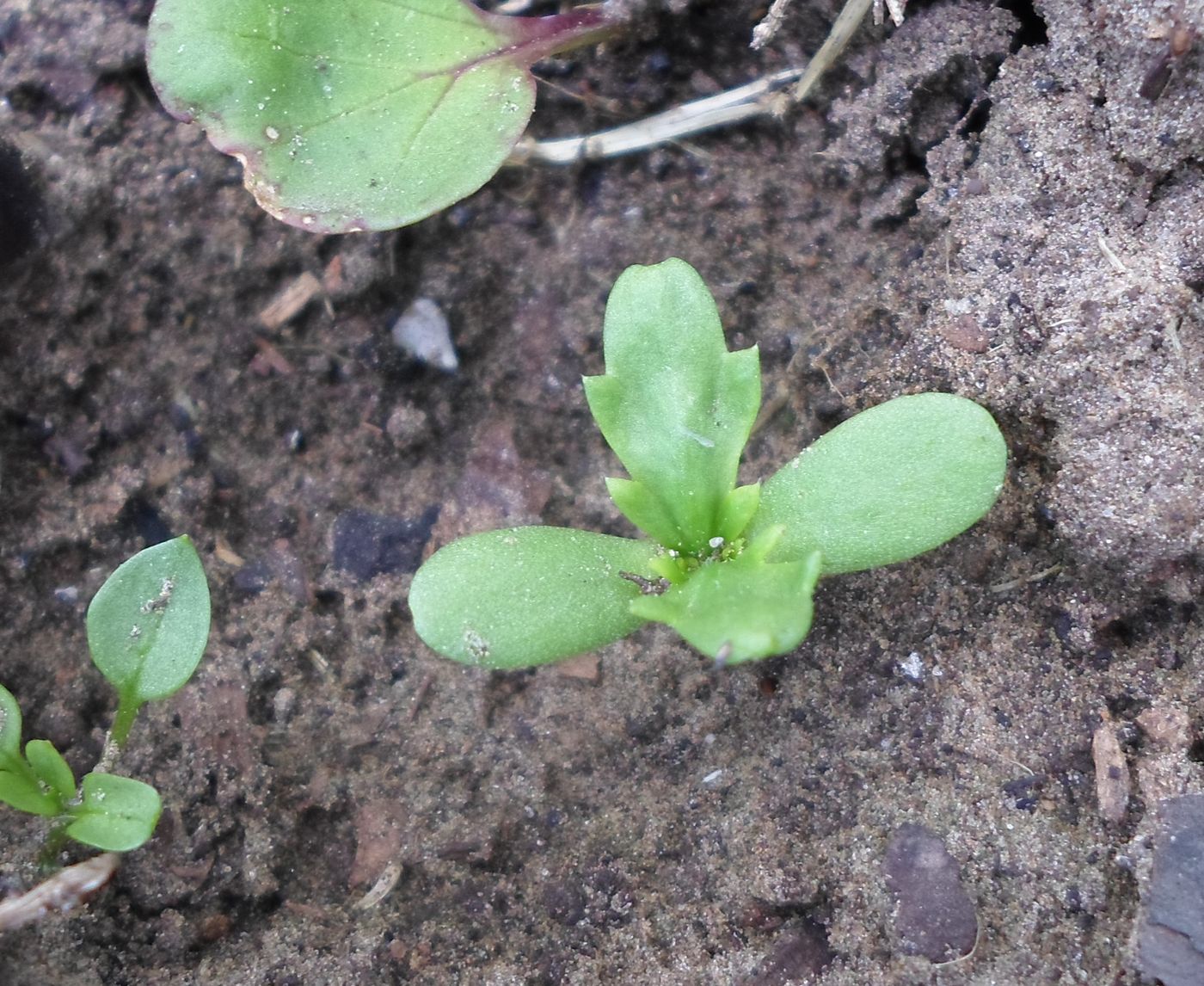 Изображение особи Glebionis coronaria.