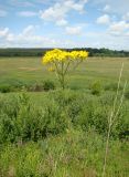 Senecio jacobaea. Цветущее растение. Республика Мордовия, Ромодановский р-н, окр. с. Вырыпаево, луг на открытом склоне. 16 июля 2015 г.