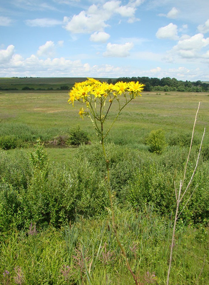 Изображение особи Senecio jacobaea.