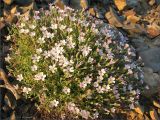 Gypsophila violacea. Цветущее растение. Магаданская обл., Колымское нагорье, склон сопки Беличья близ пос. Ягодное. 22.07.2008.