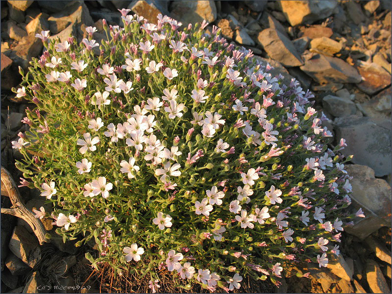 Изображение особи Gypsophila violacea.