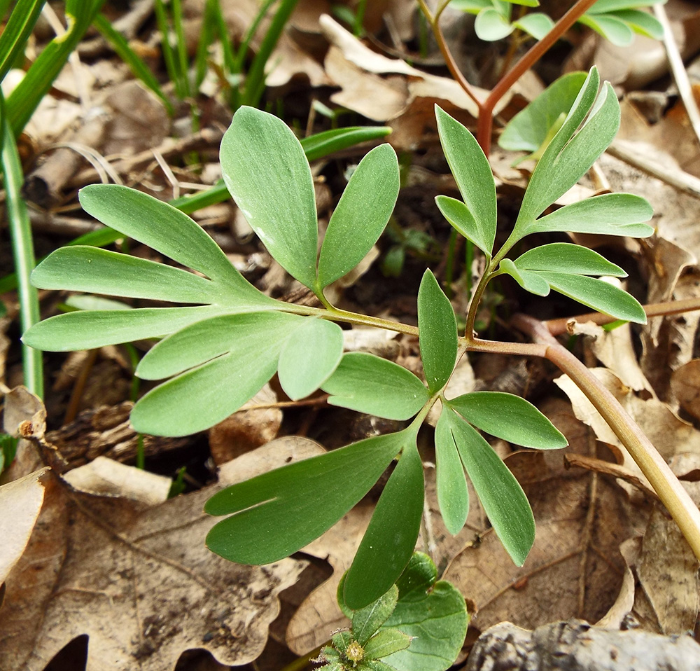 Image of Corydalis teberdensis specimen.