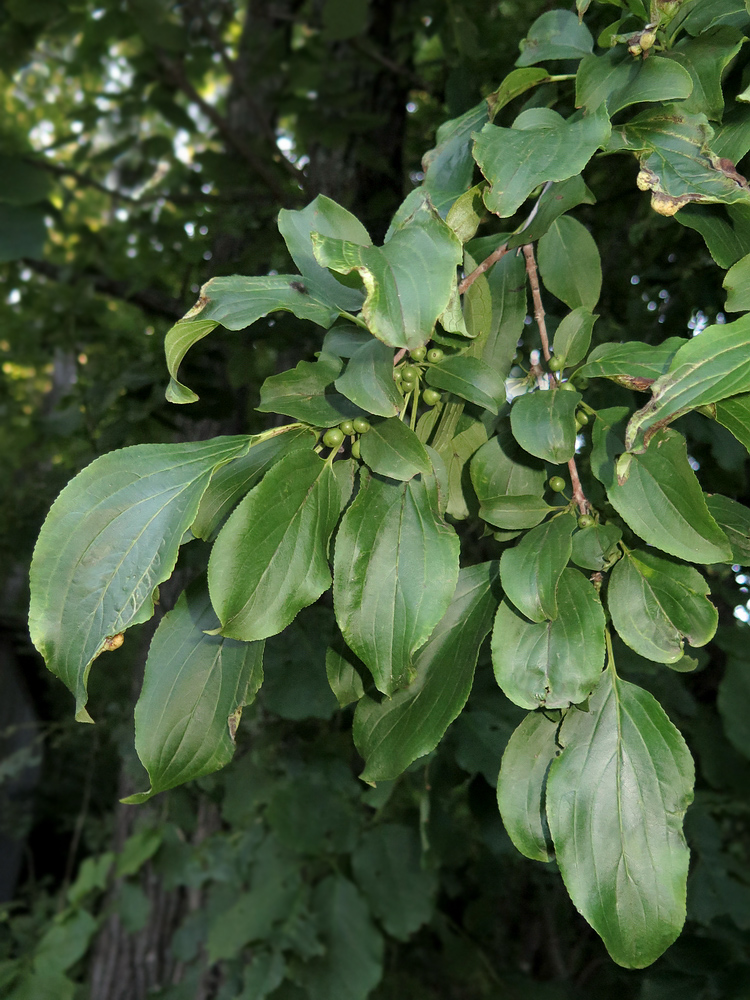 Image of Rhamnus davurica specimen.