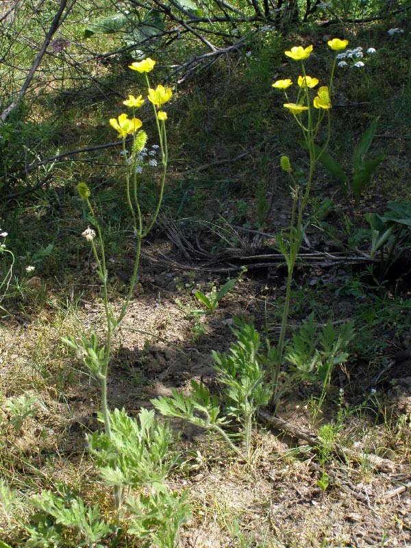 Image of Ranunculus komarovii specimen.