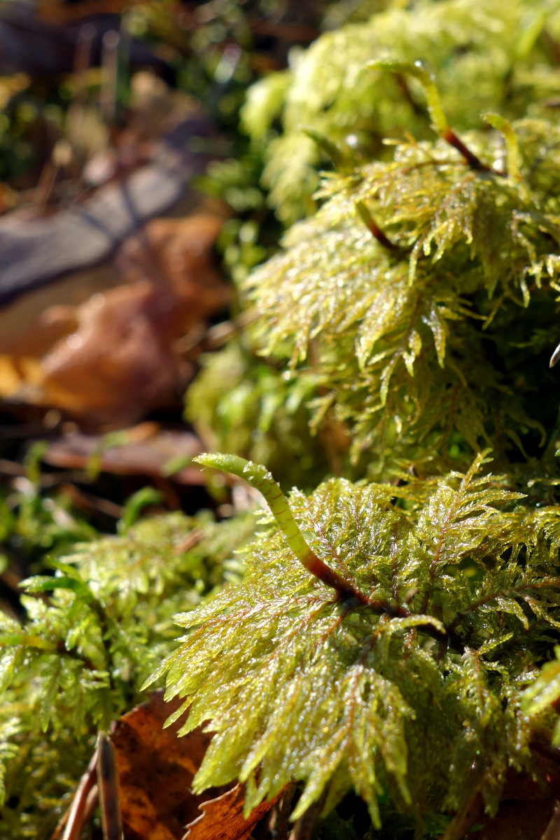 Image of Hylocomium splendens specimen.