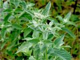 Mentha longifolia