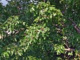 Crataegus pinnatifida. Ветви с незрелыми плодами. Приморский край, г. Владивосток, Фрунзенский р-н, в культуре. 04.08.2016.