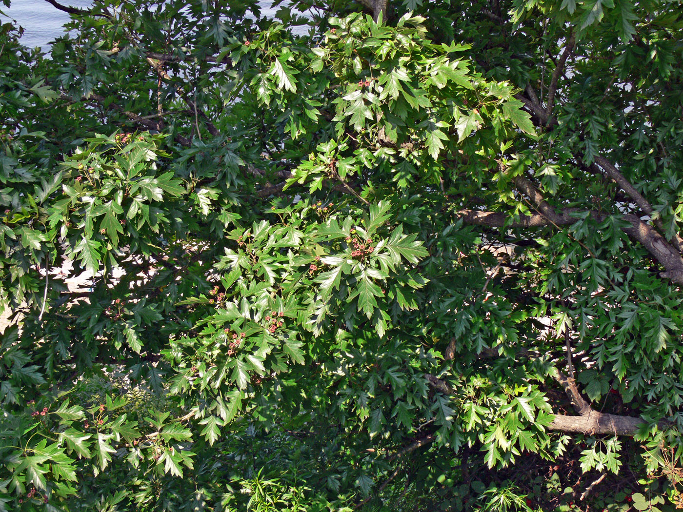 Image of Crataegus pinnatifida specimen.