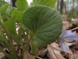 Viola mirabilis