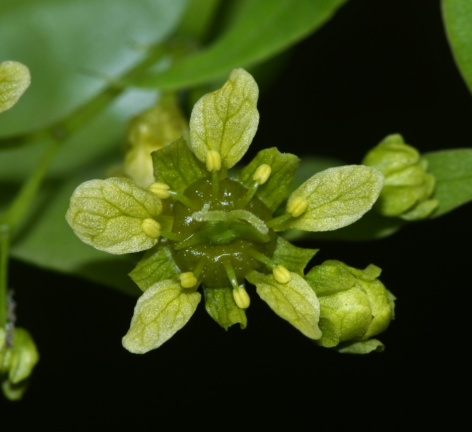 Image of Acer mono specimen.