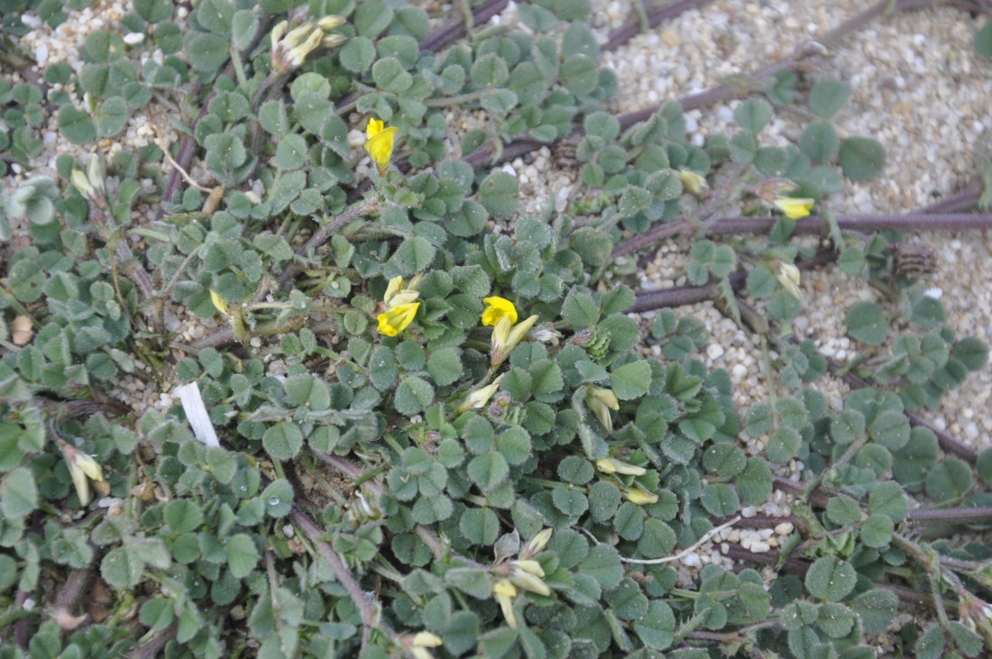 Image of genus Medicago specimen.