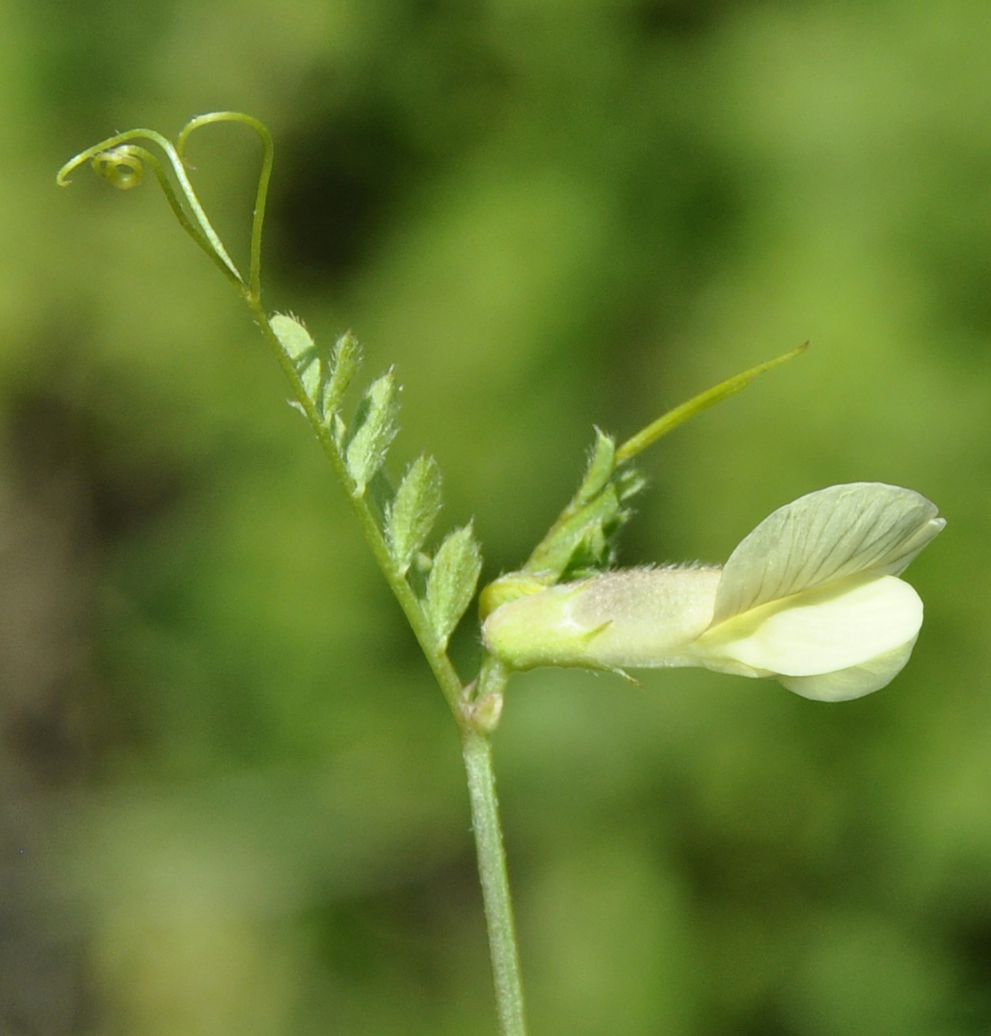 Image of Vicia pannonica specimen.