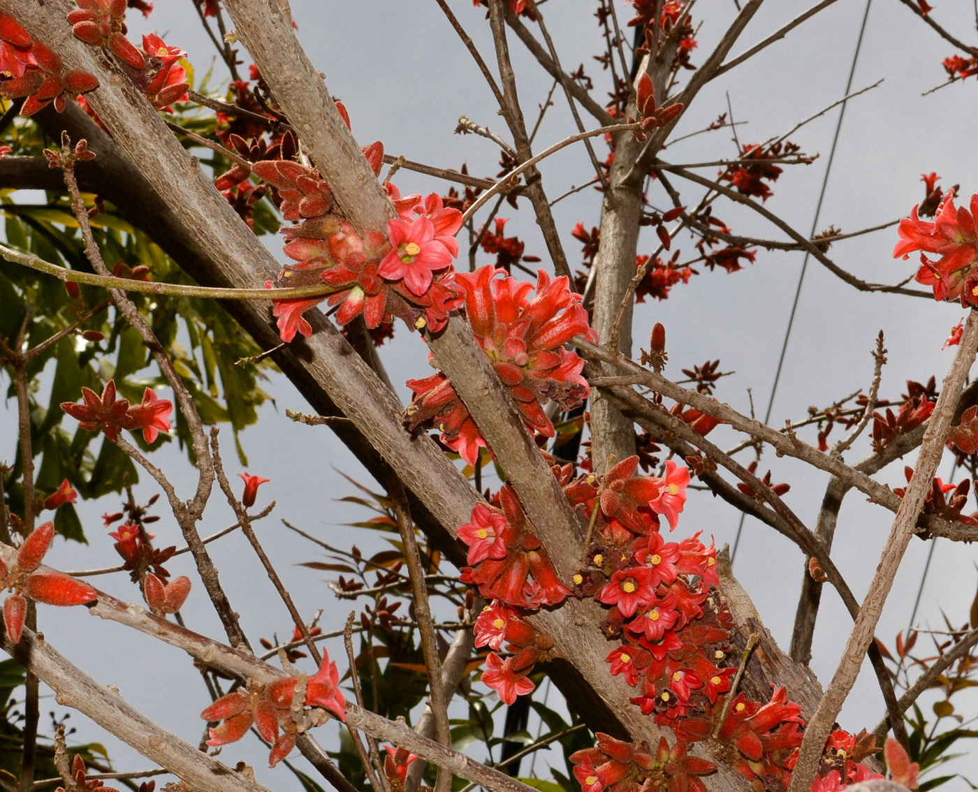 Изображение особи Brachychiton bidwillii.