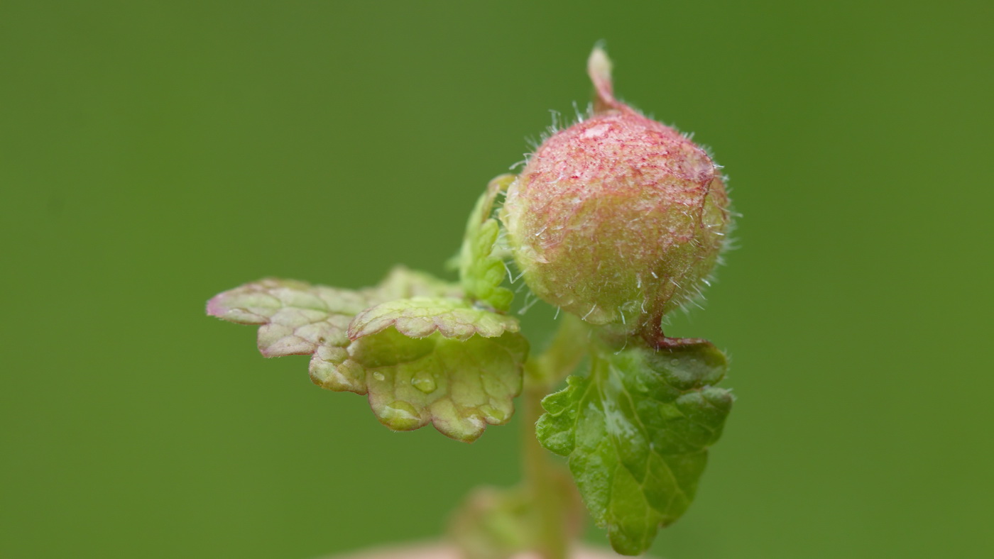 Image of Glechoma hederacea specimen.
